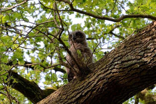 eagle owl young bird nest
