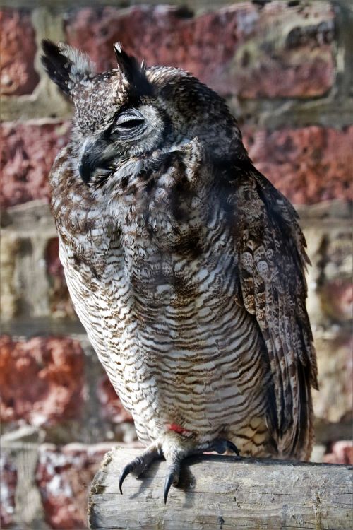 eagle owl owl lesser horned