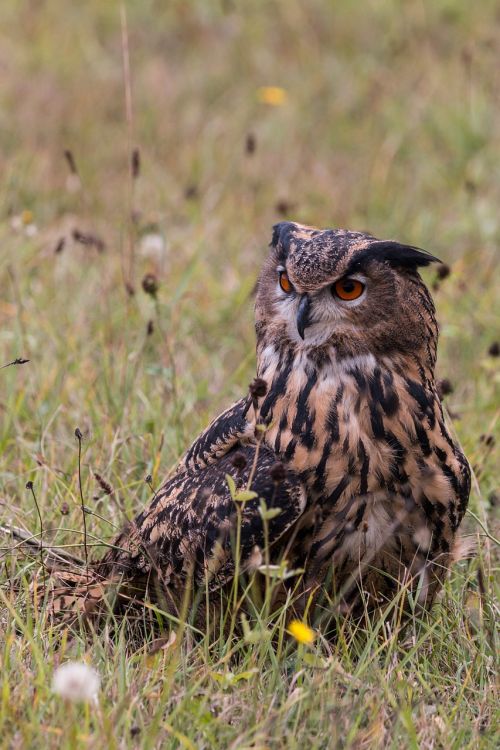 eagle owl bubo bubo owl