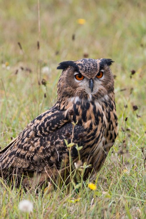 eagle owl bubo bubo owl