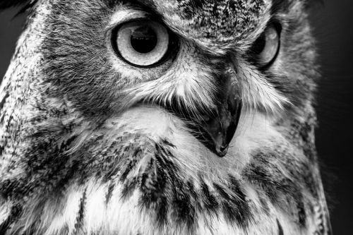eagle owl bubo bubo owl