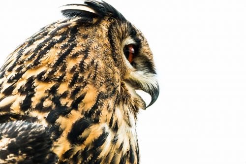 eagle owl bubo bubo owl