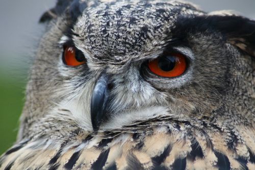 eagle owl bubo bubo owl