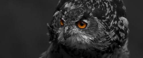 eagle owl bird eyes