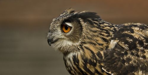 eagle owl bird owl