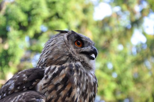 eagle owl bird owl