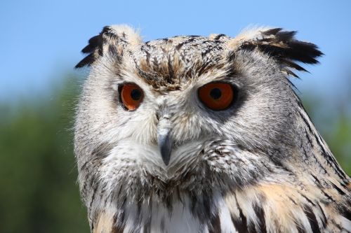 eagle owl bird wildlife