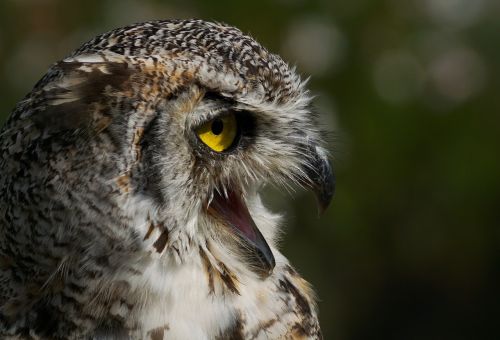 eagle owl owl bird