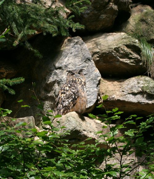 eagle owl bird bavarian forest