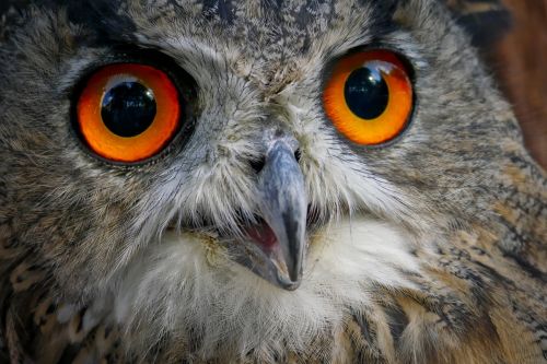 eagle owl eyes plumage