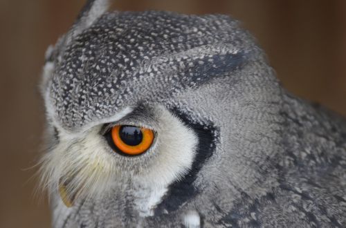 eagle owl bird bird of prey