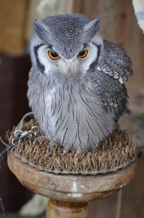 eagle owl bird bird of prey