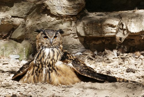 eagle owl  griffin  owl