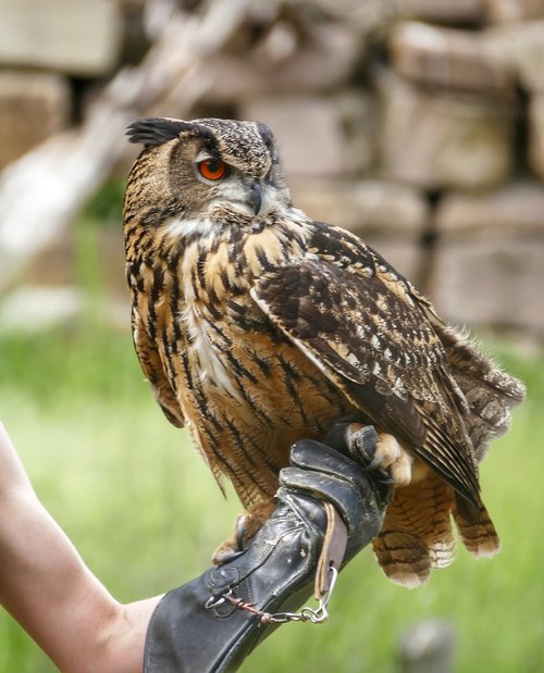 eagle owl  bird  owl