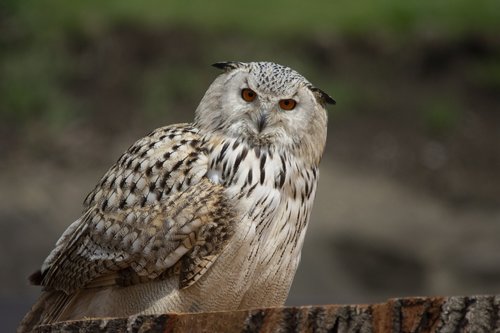 eagle owl  owl  bird