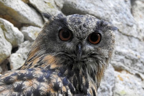 eagle owl  owl  bird of prey