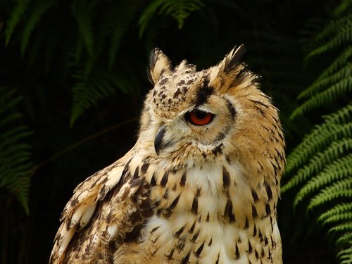 eagle owl  bird of prey  bird