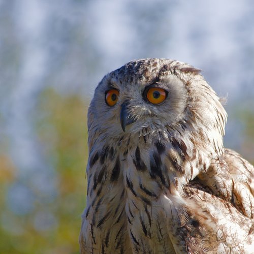 eagle owl  bird  nature