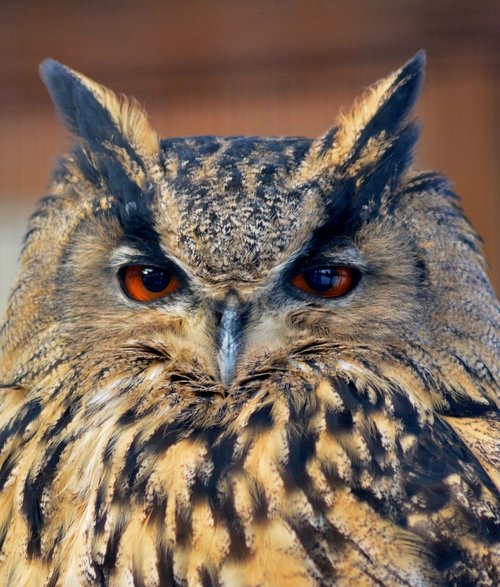 eagle owl  animal world  eyes