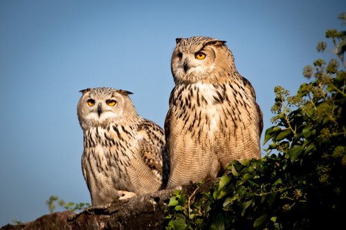 eagle owl  bird  bill