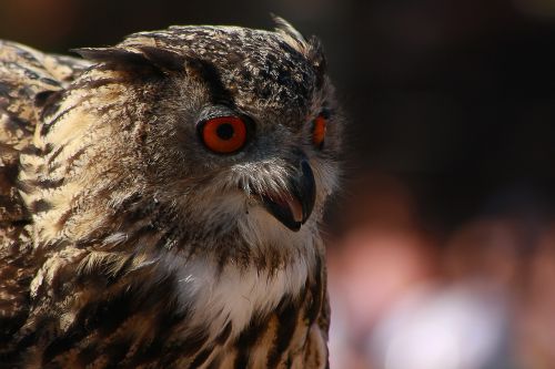 eagle-owl owl bird