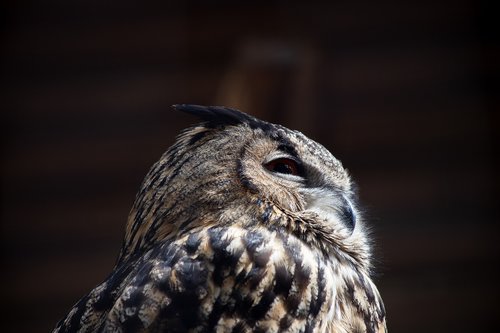 eagle owl  bird  animal