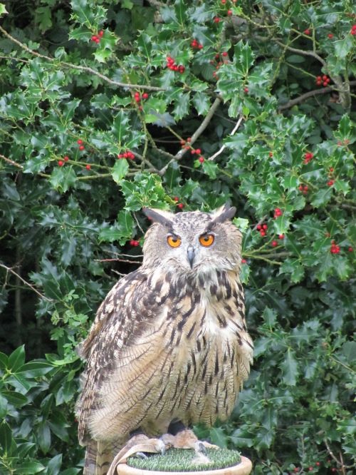 eagle owl owl bird