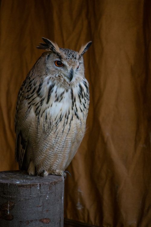 eagle owl bird animal