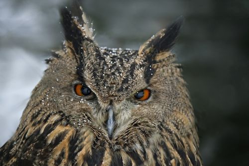 eagle owl animal portrait bird