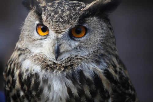 eagle owl bird feather