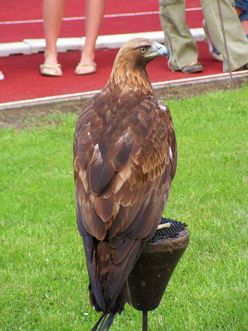 eagle rock eagle falconry