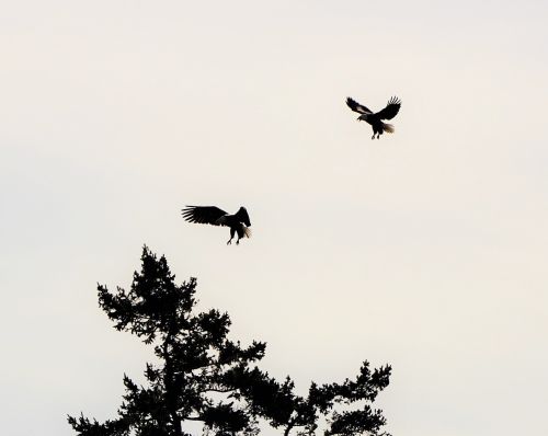 eagles birds flying