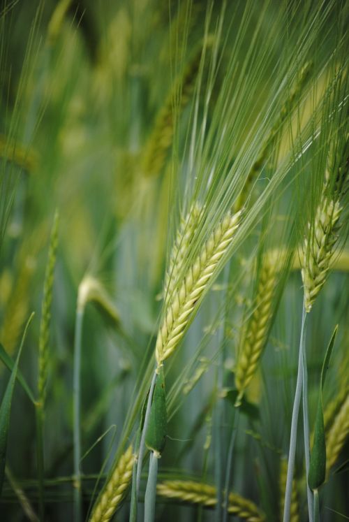 ear cornfield grain of wheat