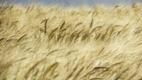 wheat field field golden