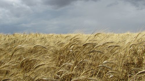 wheat field field golden