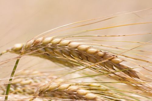 ear barley cereals