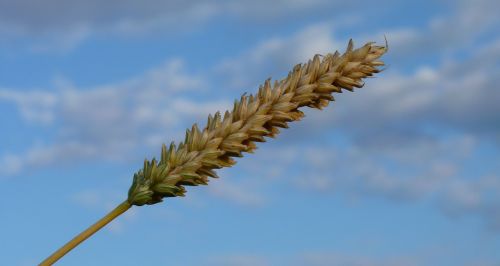 ear grain wheat