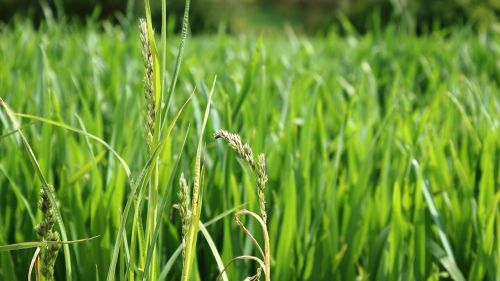 ear grain green