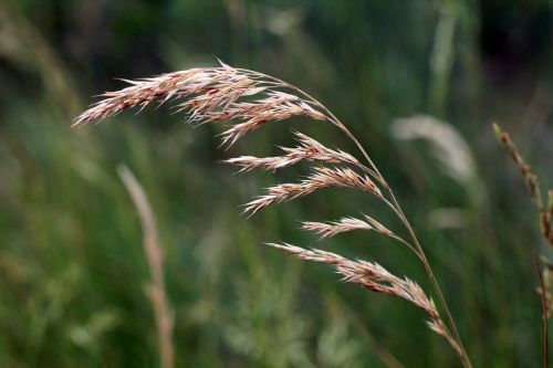 ear wild flower cereals