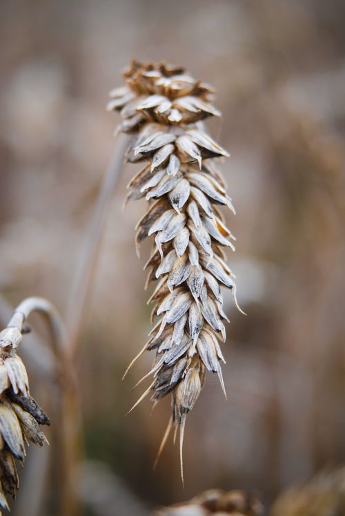 ear grain summer