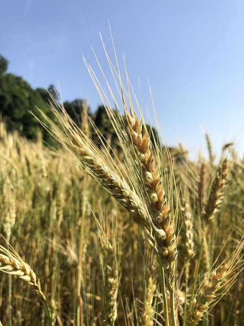 ear  wheat  grain