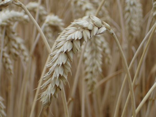 ear wheat cereals