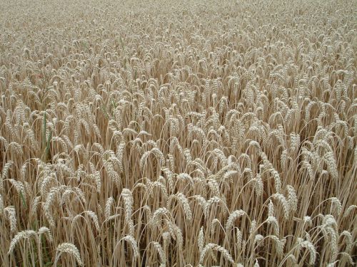 ear wheat cereals