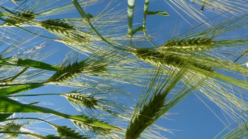 ear barley cereals