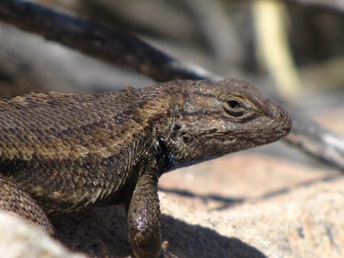 earless lizard reptile portrait
