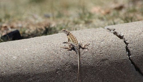 earless lizard  lizard  elegant earless lizard