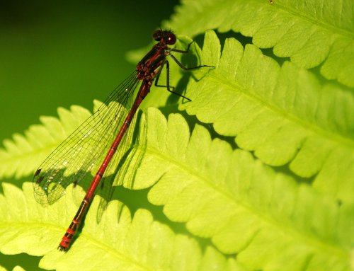 early adonis dragonfly  dragonfly  males