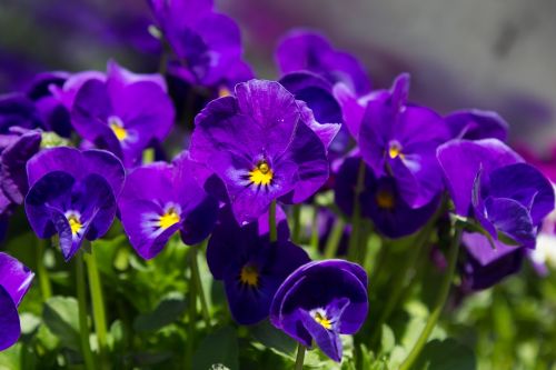 early bloomer pansy purple