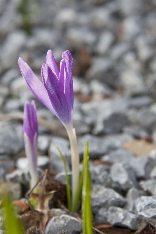 early bloomer close spring flower