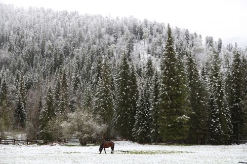 early snow morning in the forest lonely horse